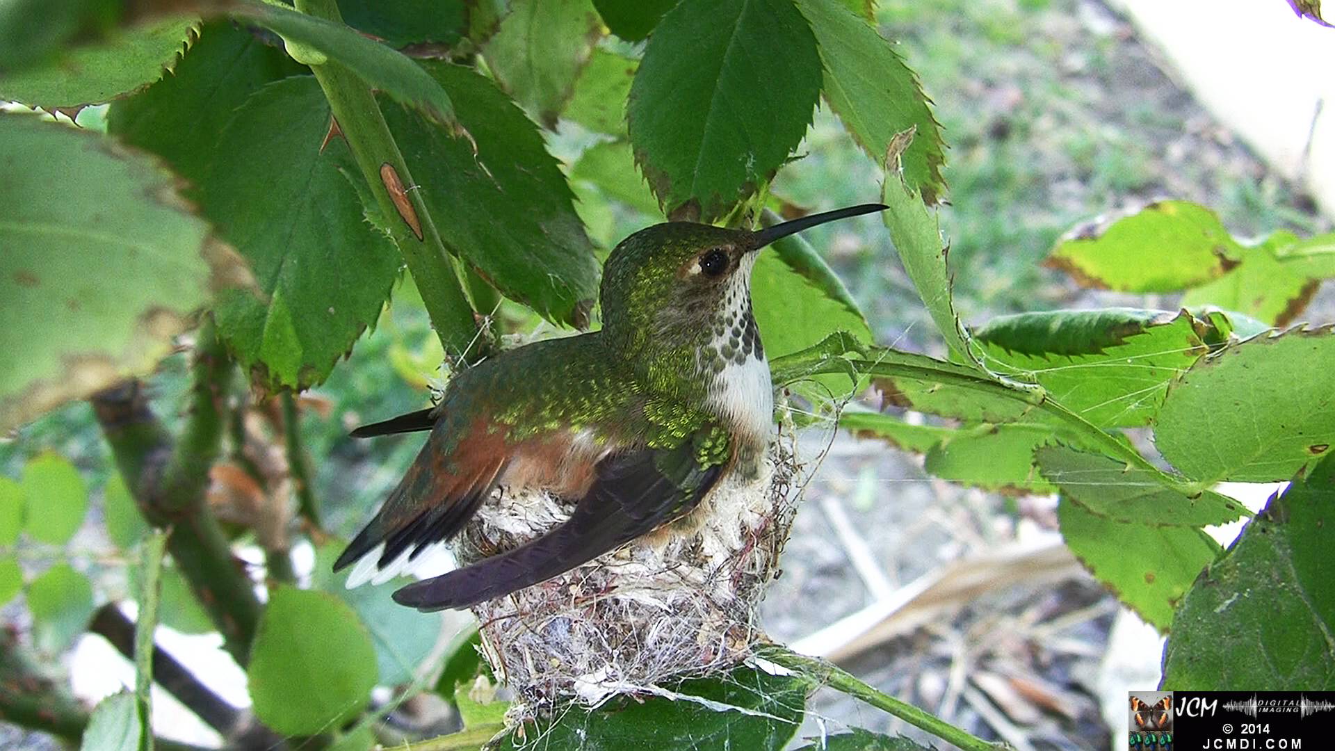 Allen's Hummingbird Nest